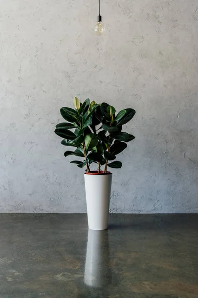 Plante en pot dans une pièce vide — Photo de stock