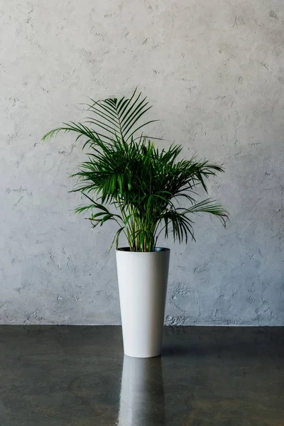 Горшок растения в пустой комнате — стоковое фото