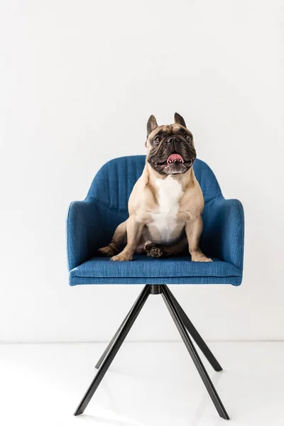 Bulldog francês sentado na cadeira — Fotografia de Stock