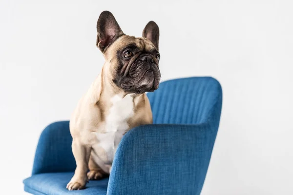 Französische Bulldogge sitzt auf Stuhl — Stockfoto