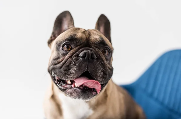 Bulldogge — Stockfoto