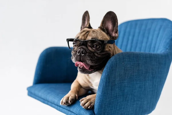 Bulldog francês em óculos na cadeira — Fotografia de Stock