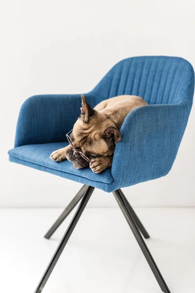 Bulldogge auf Stuhl liegend — Stockfoto
