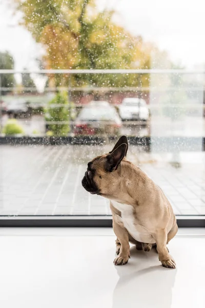 Собака смотрит в окно — стоковое фото