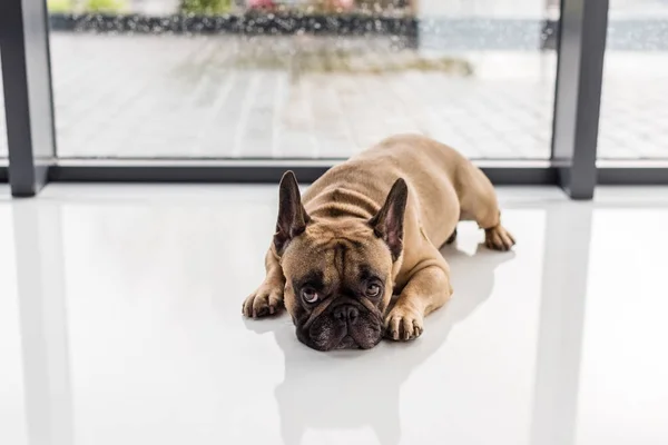 Bulldog francés acostado en el suelo - foto de stock
