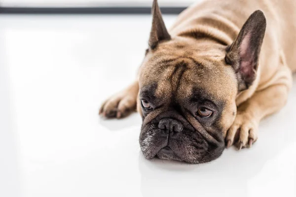 Bouledogue français — Photo de stock