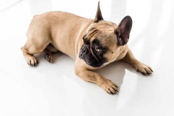 French bulldog — Stock Photo