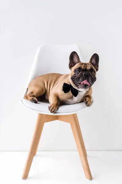 Bulldog francês com laço — Fotografia de Stock