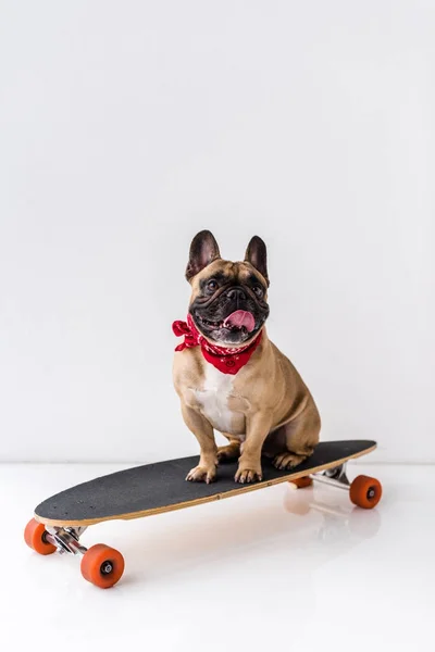 Bulldogge sitzt auf Skateboard — Stockfoto