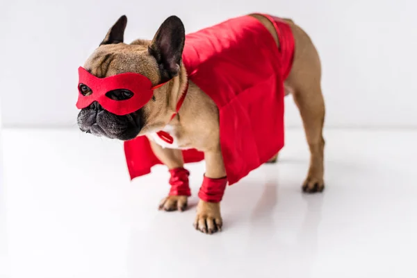 Dog in superhero costume — Stock Photo