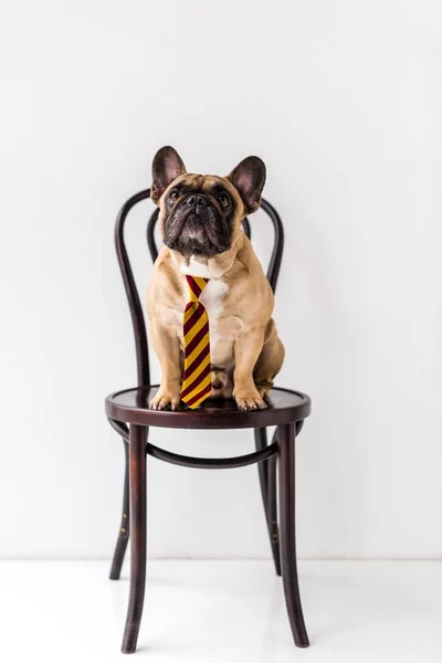 Bulldog francés en corbata a rayas - foto de stock