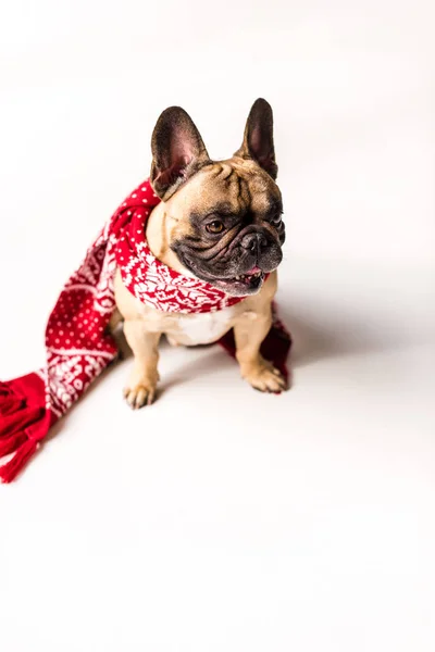 Französische Bulldogge im Schal — Stockfoto