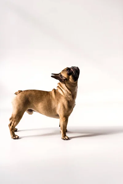 Bulldog francés de pura raza - foto de stock