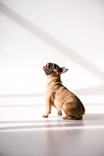 Reinrassige Französische Bulldogge — Stockfoto