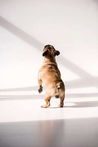 Bulldog francese di razza pura — Foto stock