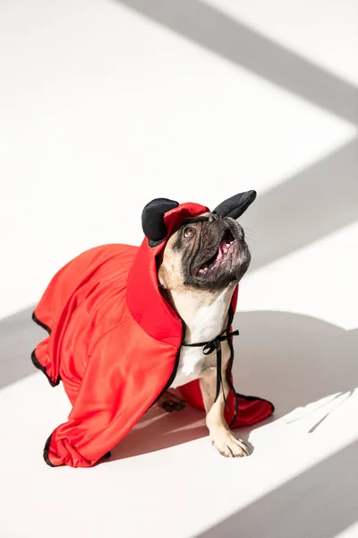 Dog in superhero costume — Stock Photo