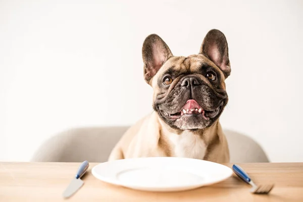 Bulldog francés con plato vacío - foto de stock