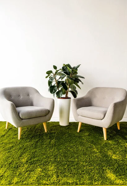 Зеленое растение между двумя креслами — стоковое фото