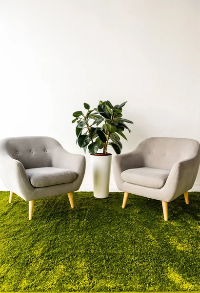 Planta verde entre dos sillones - foto de stock