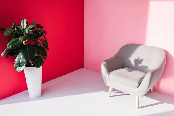 Sessel und Zimmerpflanze — Stockfoto