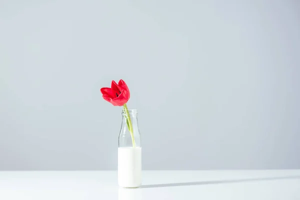 Schöne rote Tulpenblume in Flasche mit Milch auf grau — Stockfoto