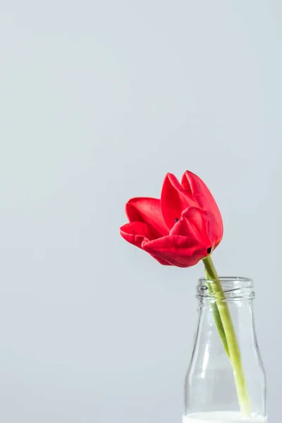 Vista de cerca de la hermosa flor de tulipán rojo en botella con leche aislada en gris - foto de stock