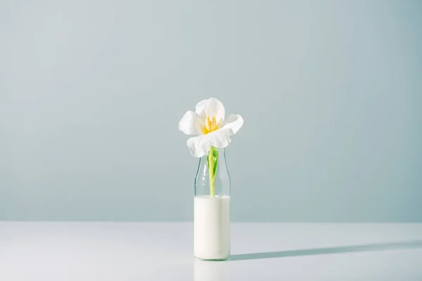 Beautiful white tulip flower in bottle with milk on grey — Stock Photo