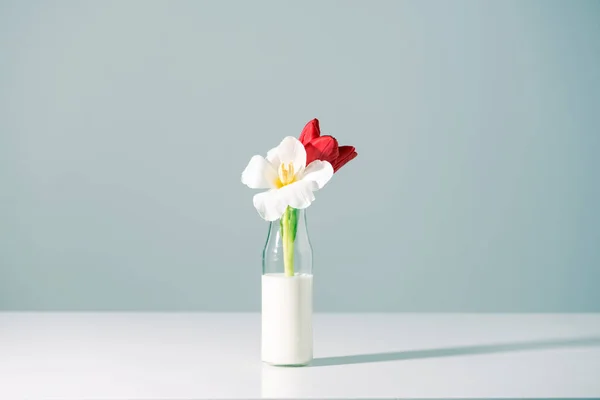 Schöne rote und weiße Blumen in der Flasche mit Milch auf grau — Stockfoto