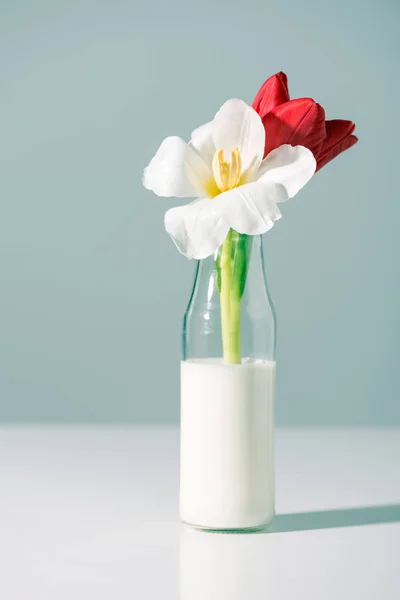 Vista de cerca de hermosas flores rojas y blancas en botella con leche sobre gris - foto de stock