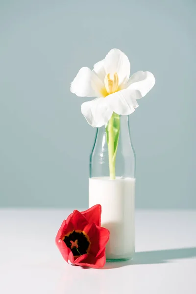 Красива біла квітка тюльпана в скляній пляшці з молоком і червоною на сірому — стокове фото