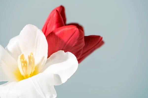Vista de cerca de hermosas flores de tulipán blancas y rojas aisladas en gris - foto de stock