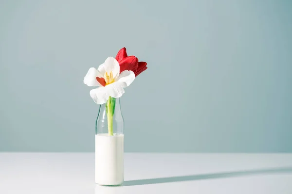 Blooming red and white tulips in glass bottle with milk on grey — Stock Photo