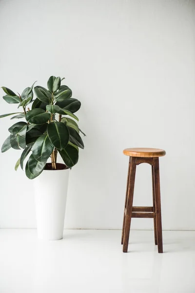 Chaise et plante en bois avec des feuilles vertes sur blanc — Photo de stock