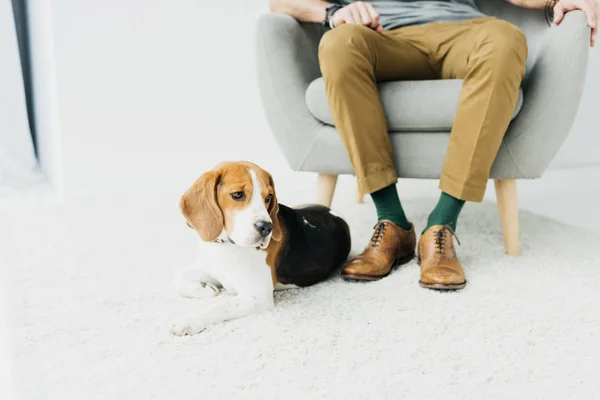 Cropped image of man sitting on armchair and dog lying on floor — Stock Photo