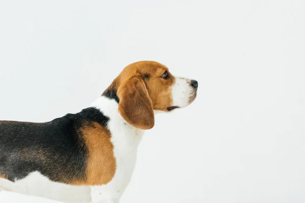 Seitenansicht des niedlichen Beagle isoliert auf weiß — Stockfoto