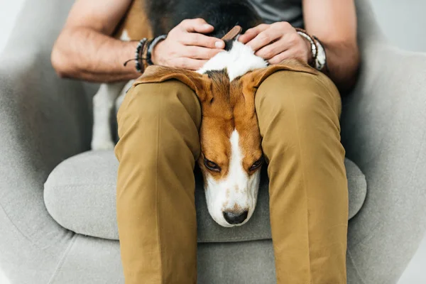 Imagem cortada de bonito beagle deitado entre as pernas do homem — Fotografia de Stock