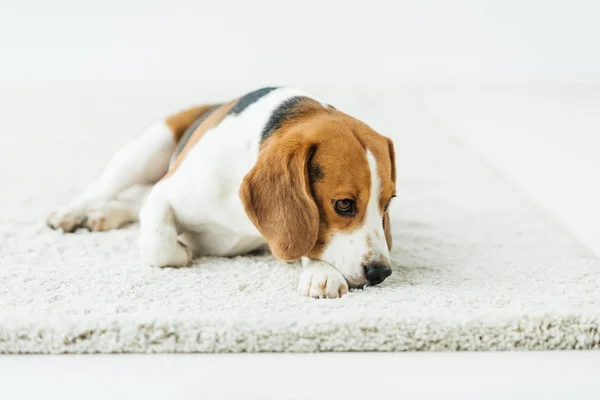 Cute beagle lying on white carpet at home — Stock Photo