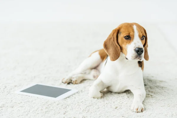 Cute beagle lying on white carpet with tablet — Stock Photo