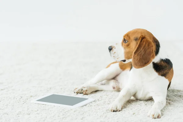 Hund liegt mit Tablet zu Hause auf Teppich — Stockfoto