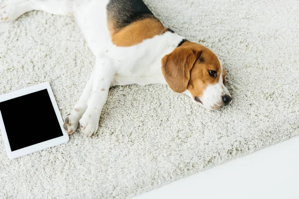 Blick auf niedlichen Beagle, der mit Tablet auf Teppich liegt — Stockfoto