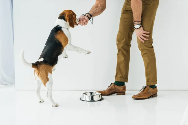 Imagen recortada de hombre alimentación perro de la mano - foto de stock