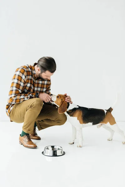 Uomo alimentazione carino beagle su bianco — Foto stock