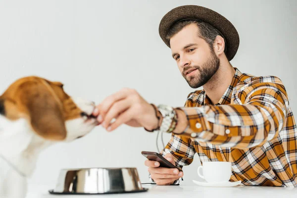 Чоловік годує милий бігль з кормом для собак — стокове фото