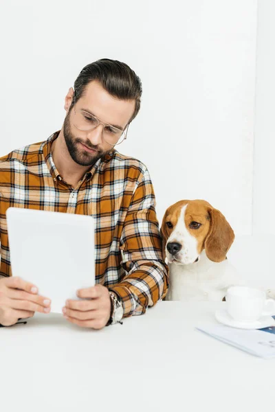 Businessman and cute beagle looking at tablet — Stock Photo