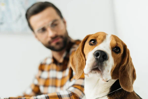 Handsome businessman looking at cute beagle — Stock Photo