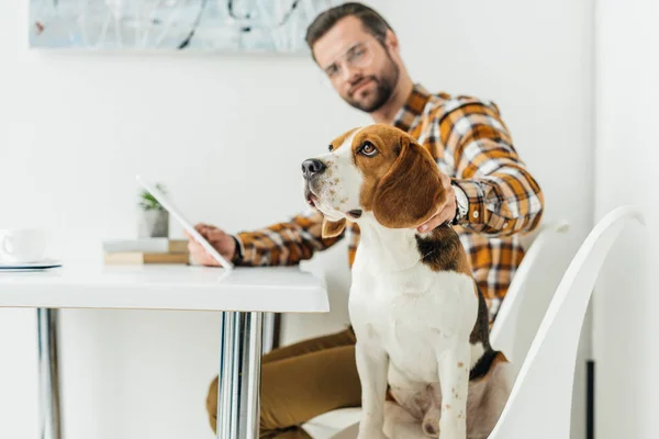 Homme d'affaires avec tablette palming chien au bureau — Photo de stock