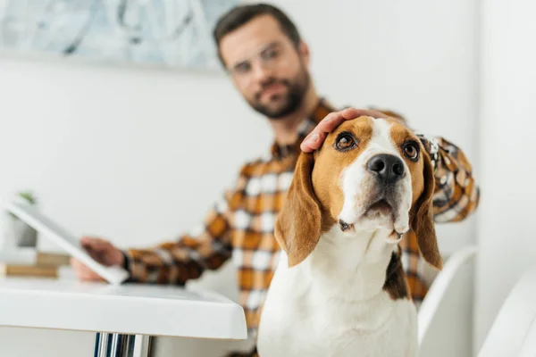 Homme d'affaires avec tablette palming beagle mignon — Photo de stock