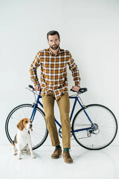 Hermoso bicycler de pie con beagle y mirando a la cámara en blanco - foto de stock