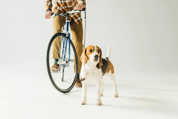 Immagine ritagliata di bicycler tenuta guinzaglio con beagle su bianco — Foto stock