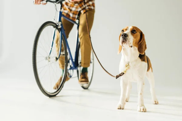 Cropped image of man on bike with beagle on white — Stock Photo